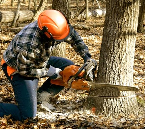 Tree Removal in Columbia Falls, MT